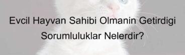 Evcil Hayvan Sahibi Olmanın Getirdiği Sorumluluklar Nelerdir?