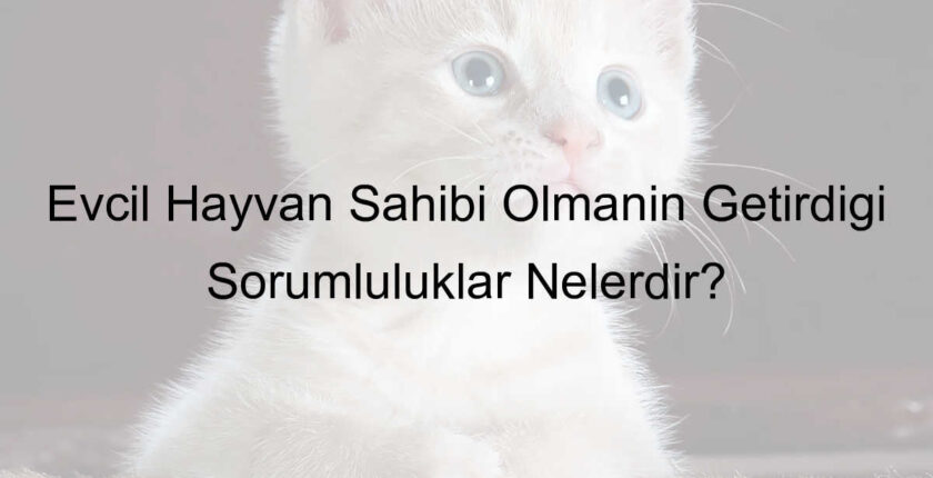 Evcil Hayvan Sahibi Olmanın Getirdiği Sorumluluklar Nelerdir? Evcil Hayvan Sahibi Olmanın Getirdiği Sorumluluklar Nelerdir?